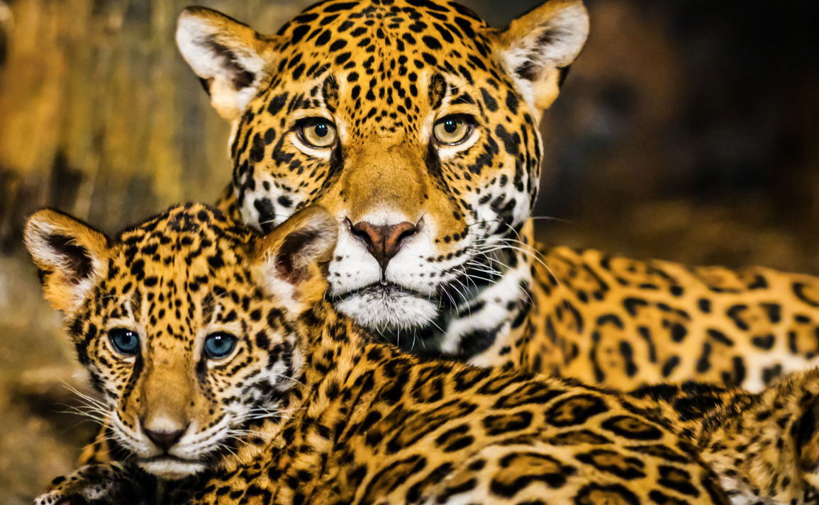 Historia evolutiva entrelazada de leones, tigres, jaguares y leopardos -  ENREDACCIÓN - Córdoba - Argentina